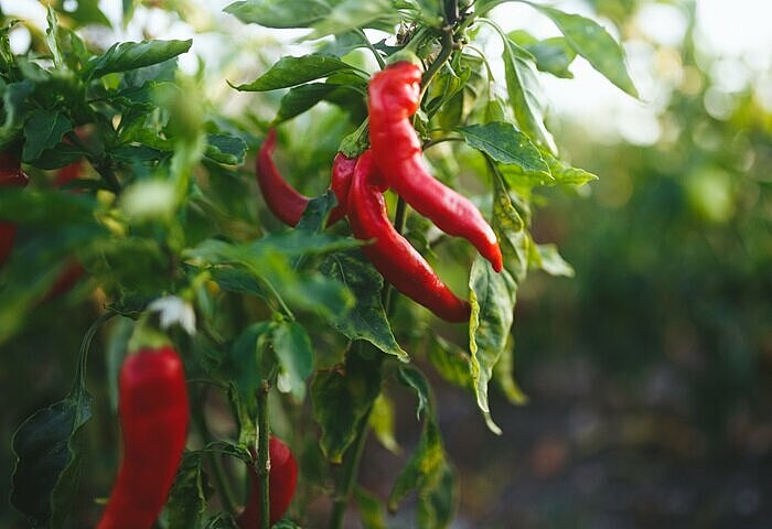 Chili Schoten am Strauch als Stoffwechsel Booster